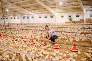 Iurie Flerciuc, a poultry farmer from the left bank of the Nistru River, had a dream: to double the number of chickens he raised. To make it happen, he needed additional financial resources, which were not available at the time.