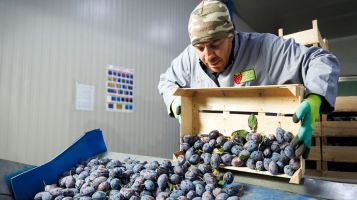 Moldovan company PDG Fruct may have begun as a modest family fruit-growing business, but it has grown into a firm operating to international standards and exporting to EU countries. Born from a heartfelt ambition to build a local fruit production company from the ground up, it now has its sights set on expansion, innovation and long-term sustainability. PDG Fruct is among more than 440 businesses to have received support from the European Bank for Reconstruction and Development (EBRD) and the European Union (EU). It has benefited from a joint programme that helps small firms match their ambitions with modern technology, enabling them to boost growth, efficiency and their competitiveness both domestically and abroad. Bearing fruit Zinaida Plămădeală, PDG Fruct’s administrator and export manager, still remembers the emotions of seeing the company’s produce on the shelves of local retailers for the first time. It was a moment of true validation and a source of lasting motivation. “We were full of emotion, enthusiasm and hope, even though our harvest was modest,” she recalls. The company started with strawberries and apples before eventually expanding into plums. Today, these fruits are grown near Moldova’s capital, in the villages of Păulești and Pitușca. “For me, the most rewarding thing is to see our fruits delivered fresh and being appreciated on external markets, to feel that we are offering value to consumers and pride to our team,” says Zinaida. Work at the company never stops: the land dictates the rhythm. Early summer brings strawberries and apples, followed by plums that last into late autumn. Then comes processing, marketing, distribution and exports, with the company now supplying several EU countries. Behind this success is a team of 30 dedicated young professionals, most of them locals. Sowing the seeds Ambition and determination alone are not enough to succeed in PDG Fruct’s field: modern agriculture also requires modern production methods. That is why the company turned to the EU4Business-EBRD Credit Line, a joint initiative of the EBRD and the EU that helps companies invest in higher standards and more efficient processes, helping to drive growth and long-term success. The programme provides EBRD loans through commercial banks, complemented by EU grants and technical assistance. “We invested in automated sorting and packaging equipment not only for productivity, but also for sustainability, to reduce losses, guarantee quality, increase efficiency and to become a regional hub for other producers,” explains Zinaida. The results speak for themselves: productivity has doubled. The company can now sort and pack about 36 tonnes of plums in just eight hours. Being able to offer consistent product quality has also opened doors to demanding international markets. Looking ahead, PDG Fruct plans to expand its plum orchards, build a new storage and packaging hall and fully digitalise its operations. “We believe in smart agriculture: connected to EU markets, based on sustainability and innovation,” Zinaida says. “Our ambition is to contribute to Moldova’s agriculture, increase exports, adopt modern technologies and strengthen our position among the top producers of plums and other fruits.” Beneath these goals, it is PDG Fruct’s deep personal commitment that fuels its continuous growth – its desire to blend Moldova’s rich agricultural traditions with modern technologies to produce products that people everywhere can enjoy. As Zinaida puts it: “I still love ripe plums straight from the orchard the most.”