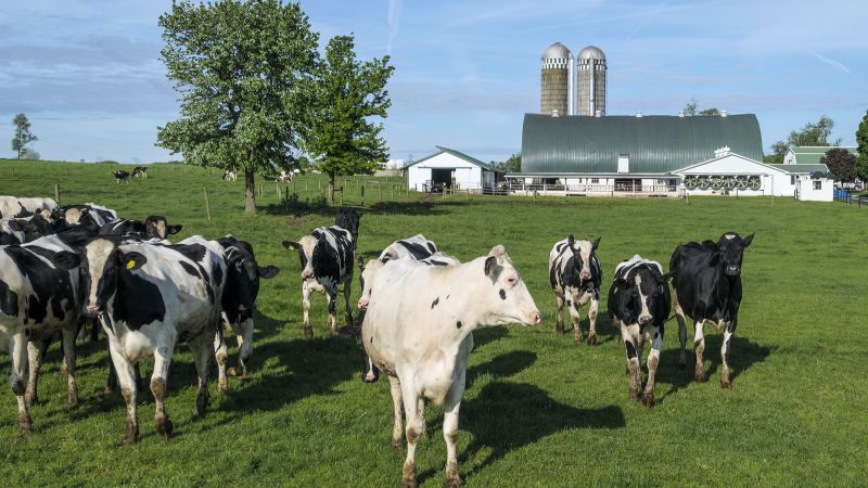 Over $11 million has been invested in modernizing farms and improving animal welfare to boost the development of Moldova’s livestock sector. This initiative is supported by a project of the United Nations Industrial Development Organization (UNIDO) and funded by the European Union (EU).