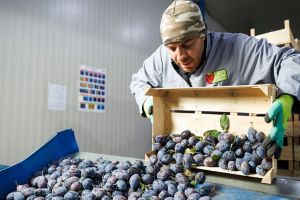 Moldovan company PDG Fruct may have begun as a modest family fruit-growing business, but it has grown into a firm operating to international standards and exporting to EU countries. Born from a heartfelt ambition to build a local fruit production company from the ground up, it now has its sights set on expansion, innovation and long-term sustainability. PDG Fruct is among more than 440 businesses to have received support from the European Bank for Reconstruction and Development (EBRD) and the European Union (EU). It has benefited from a joint programme that helps small firms match their ambitions with modern technology, enabling them to boost growth, efficiency and their competitiveness both domestically and abroad. Bearing fruit Zinaida Plămădeală, PDG Fruct’s administrator and export manager, still remembers the emotions of seeing the company’s produce on the shelves of local retailers for the first time. It was a moment of true validation and a source of lasting motivation. “We were full of emotion, enthusiasm and hope, even though our harvest was modest,” she recalls. The company started with strawberries and apples before eventually expanding into plums. Today, these fruits are grown near Moldova’s capital, in the villages of Păulești and Pitușca. “For me, the most rewarding thing is to see our fruits delivered fresh and being appreciated on external markets, to feel that we are offering value to consumers and pride to our team,” says Zinaida. Work at the company never stops: the land dictates the rhythm. Early summer brings strawberries and apples, followed by plums that last into late autumn. Then comes processing, marketing, distribution and exports, with the company now supplying several EU countries. Behind this success is a team of 30 dedicated young professionals, most of them locals. Sowing the seeds Ambition and determination alone are not enough to succeed in PDG Fruct’s field: modern agriculture also requires modern production methods. That is why the company turned to the EU4Business-EBRD Credit Line, a joint initiative of the EBRD and the EU that helps companies invest in higher standards and more efficient processes, helping to drive growth and long-term success. The programme provides EBRD loans through commercial banks, complemented by EU grants and technical assistance. “We invested in automated sorting and packaging equipment not only for productivity, but also for sustainability, to reduce losses, guarantee quality, increase efficiency and to become a regional hub for other producers,” explains Zinaida. The results speak for themselves: productivity has doubled. The company can now sort and pack about 36 tonnes of plums in just eight hours. Being able to offer consistent product quality has also opened doors to demanding international markets. Looking ahead, PDG Fruct plans to expand its plum orchards, build a new storage and packaging hall and fully digitalise its operations. “We believe in smart agriculture: connected to EU markets, based on sustainability and innovation,” Zinaida says. “Our ambition is to contribute to Moldova’s agriculture, increase exports, adopt modern technologies and strengthen our position among the top producers of plums and other fruits.” Beneath these goals, it is PDG Fruct’s deep personal commitment that fuels its continuous growth – its desire to blend Moldova’s rich agricultural traditions with modern technologies to produce products that people everywhere can enjoy. As Zinaida puts it: “I still love ripe plums straight from the orchard the most.”