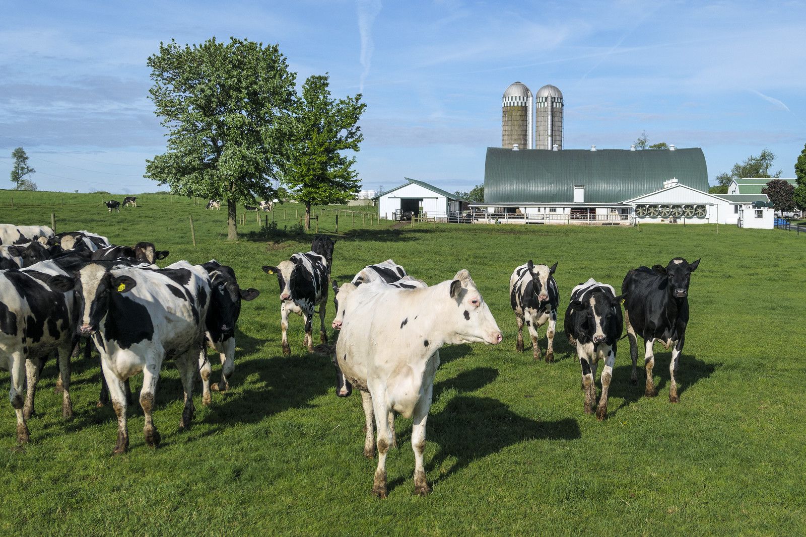 Over $11 million has been invested in modernizing farms and improving animal welfare to boost the development of Moldova’s livestock sector. This initiative is supported by a project of the United Nations Industrial Development Organization (UNIDO) and funded by the European Union (EU).