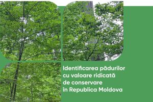 Conservarea și extinderea pădurilor va spori reziliența Moldovei,