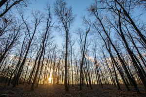 The biomass energy sector can be further developed through fiscal incentives and legislative interventions, recommends a policy paper developed with the support of UNDP Moldova under the EU-funded project "Addressing the impacts of the energy crisis in the Republic of Moldova".